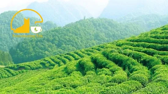 Taza de té inteligente instantánea en té verde, té negro, sabores de té Oolong